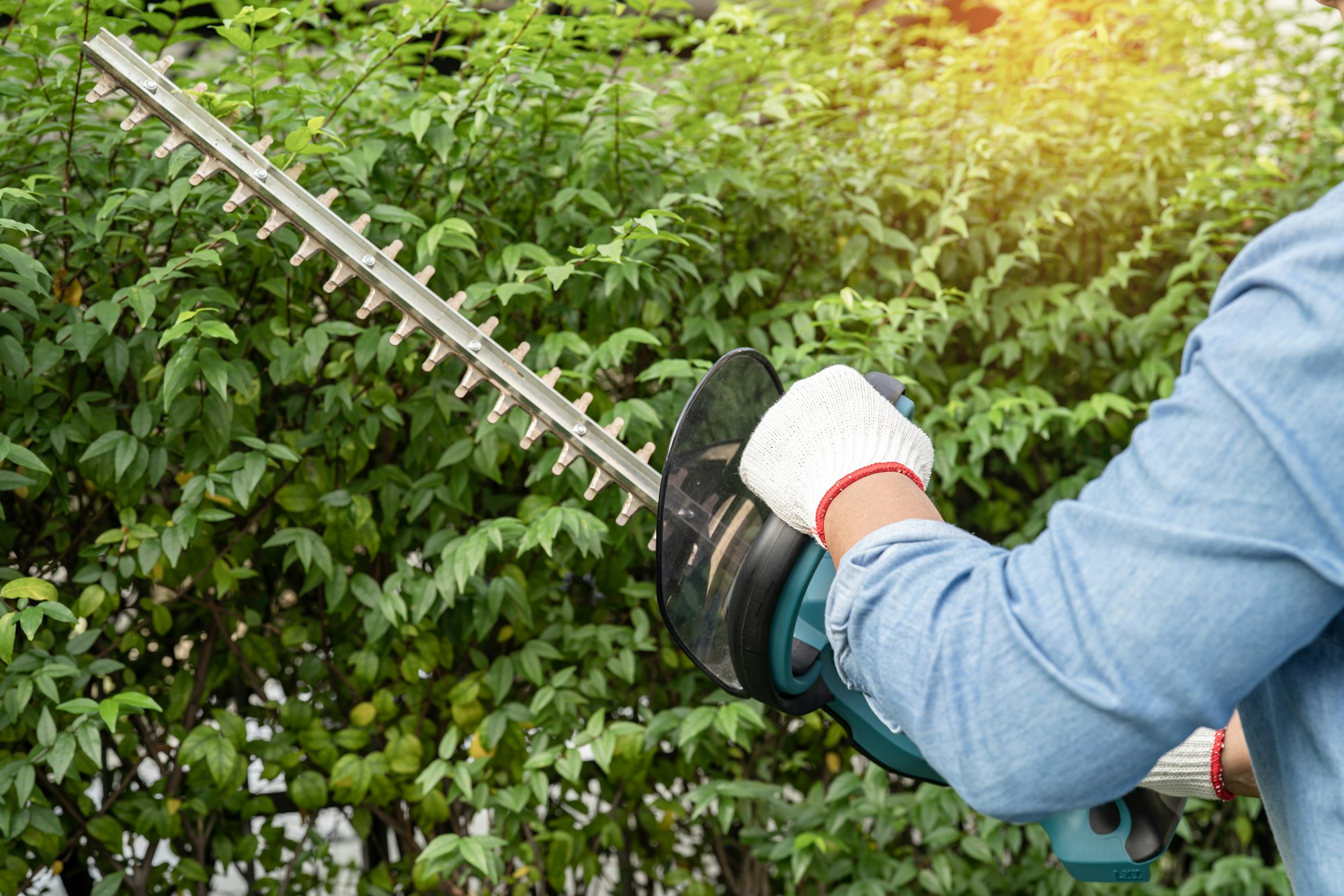 Gardener holding electric hedge trimmer to cut the treetop in garden.